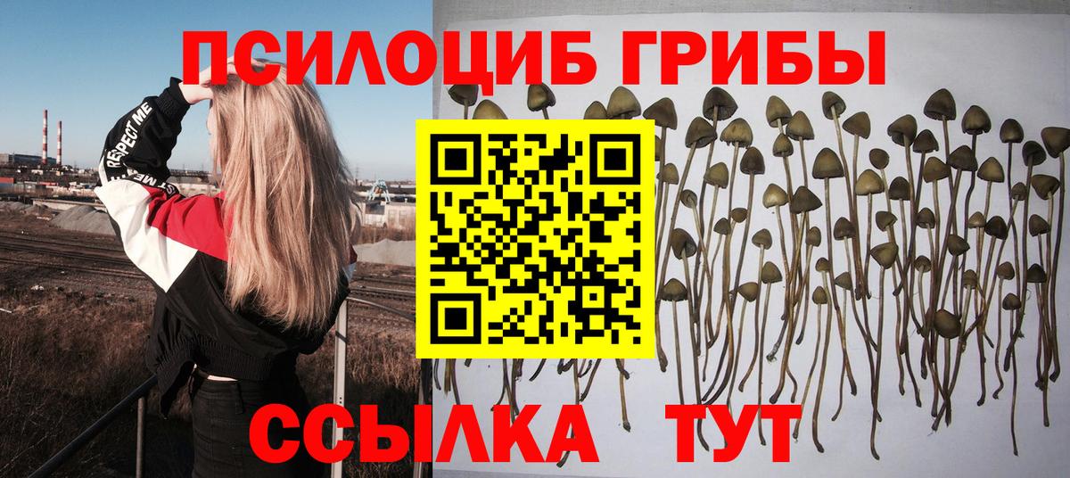 Псилоцибиновые грибы Cubensis Кириши
